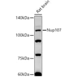 Western Blot - Anti-Nup107 Antibody [ARC2942] (A306525) - Antibodies.com