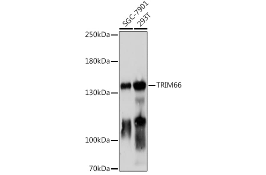 Western Blot - Anti-TRIM66 Antibody (A306528) - Antibodies.com
