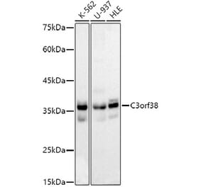Western Blot - Anti-C3orf38 Antibody (A306531) - Antibodies.com