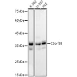 Western Blot - Anti-C3orf38 Antibody [ARC2917] (A306531) - Antibodies.com