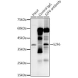 Western Blot - Anti-E2F6 Antibody [ARC0628] (A306534) - Antibodies.com