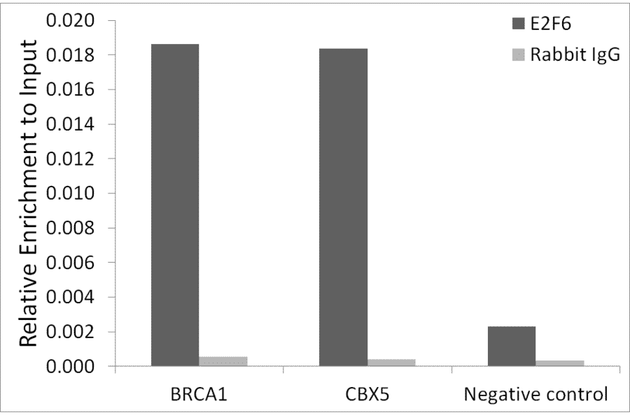 Chromatin Immunoprecipitation - Anti-E2F6 Antibody (A306534) - Antibodies.com