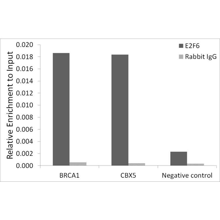 Chromatin Immunoprecipitation - Anti-E2F6 Antibody (A306534) - Antibodies.com
