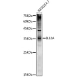 Western Blot - Anti-IL-12A Antibody (A306535) - Antibodies.com
