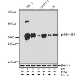 Western Blot - Anti-IKB alpha (phospho Ser36) Antibody [ARC1543] (A306544) - Antibodies.com