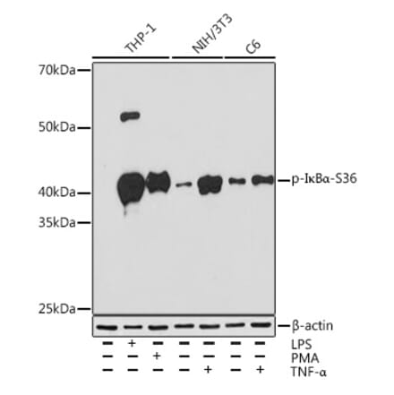 Western Blot - Anti-IKB alpha (phospho Ser36) Antibody [ARC1543] (A306544) - Antibodies.com