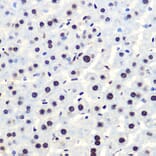 Immunohistochemistry - Anti-IKB alpha (phospho Ser36) Antibody [ARC1543] (A306544) - Antibodies.com