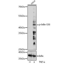 Western Blot - Anti-IKB alpha (phospho Ser36) Antibody (A306545) - Antibodies.com