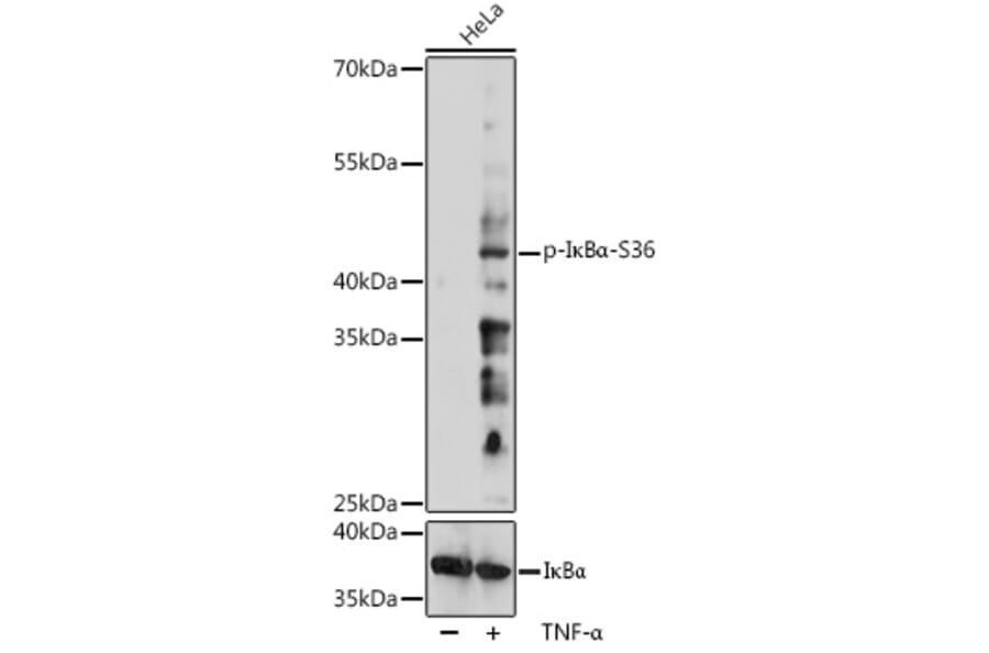 Western Blot - Anti-IKB alpha (phospho Ser36) Antibody (A306545) - Antibodies.com