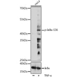 Western Blot - Anti-IKB alpha (phospho Ser36) Antibody (A306545) - Antibodies.com