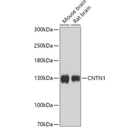 Western Blot - Anti-Contactin 1 Antibody (A306547) - Antibodies.com
