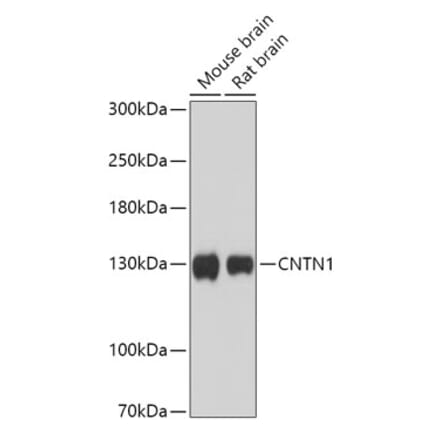 Western Blot - Anti-Contactin 1 Antibody (A306547) - Antibodies.com