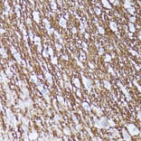 Immunohistochemistry - Anti-Contactin 1 Antibody (A306547) - Antibodies.com