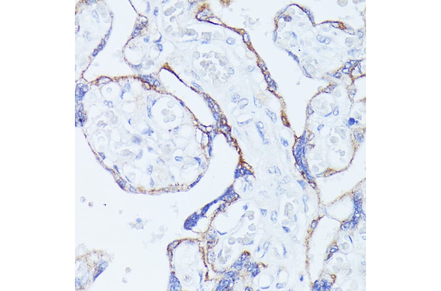 Immunohistochemistry - Anti-Contactin 1 Antibody (A306547) - Antibodies.com