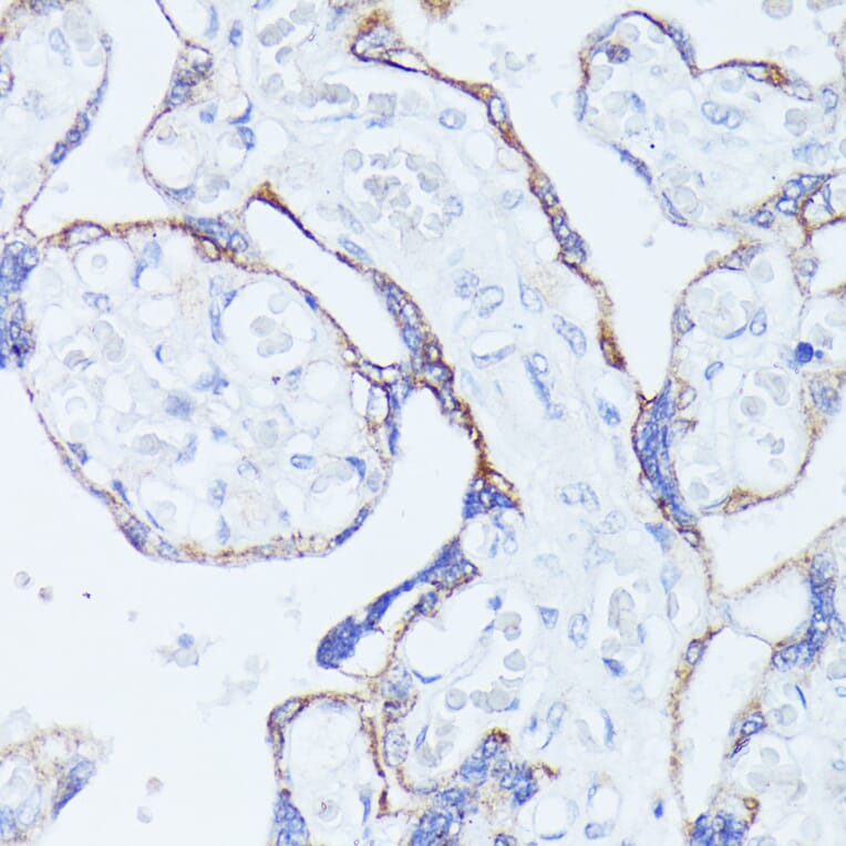 Immunohistochemistry - Anti-Contactin 1 Antibody (A306547) - Antibodies.com