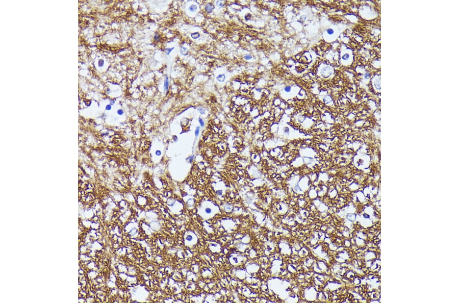 Immunohistochemistry - Anti-Contactin 1 Antibody (A306547) - Antibodies.com