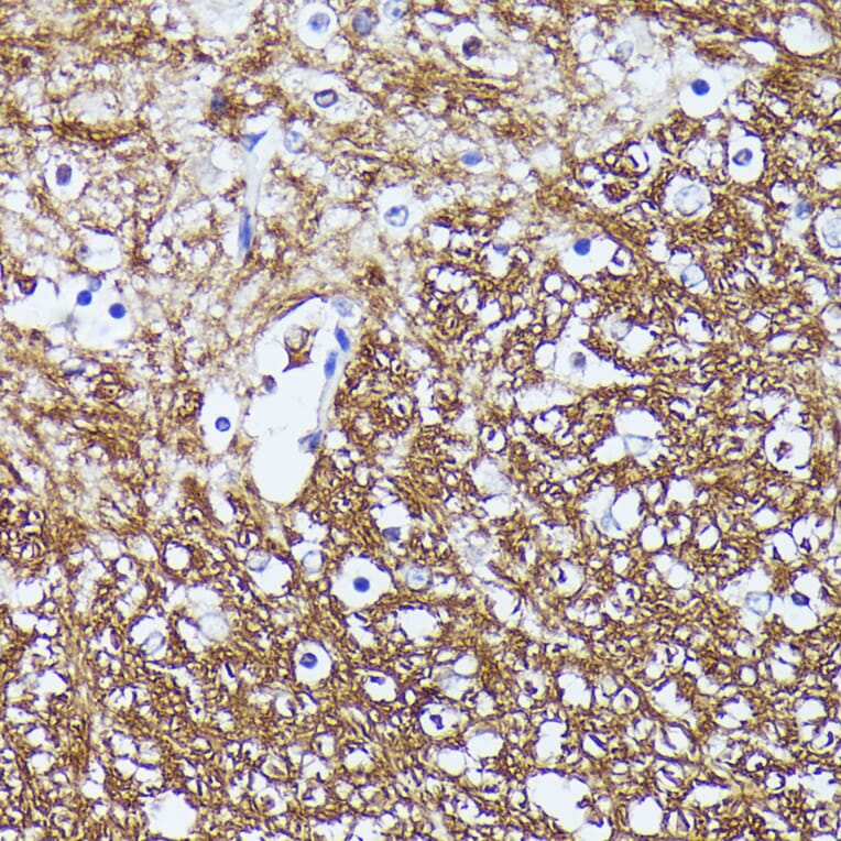Immunohistochemistry - Anti-Contactin 1 Antibody (A306547) - Antibodies.com