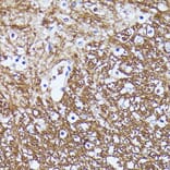 Immunohistochemistry - Anti-Contactin 1 Antibody (A306547) - Antibodies.com