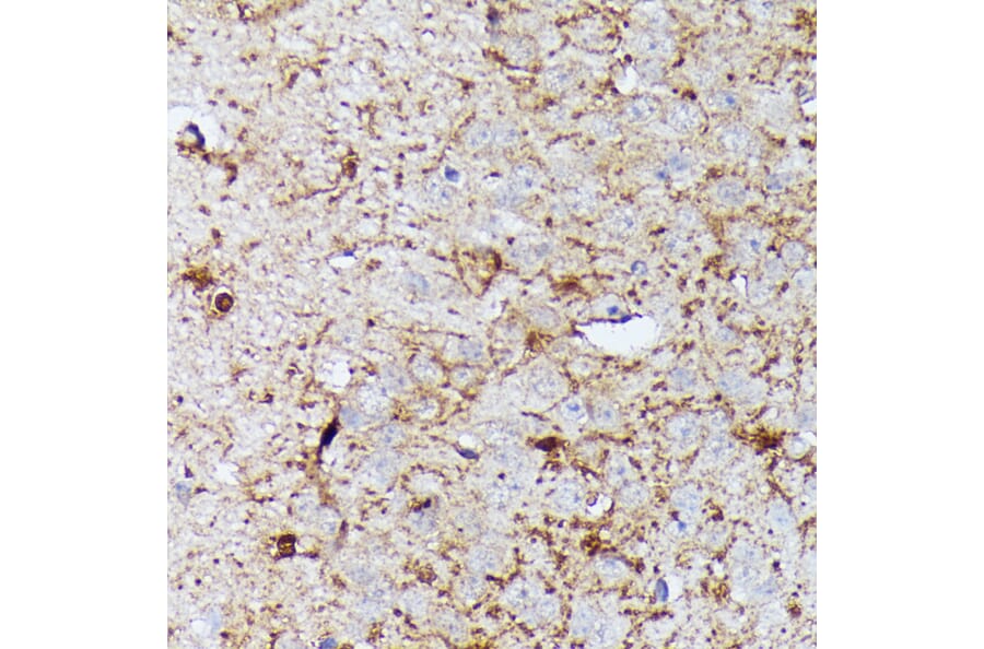 Immunohistochemistry - Anti-Contactin 1 Antibody (A306547) - Antibodies.com