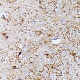 Immunohistochemistry - Anti-Contactin 1 Antibody (A306547) - Antibodies.com