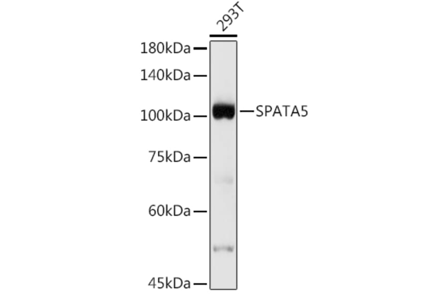 Western Blot - Anti-AFG2 Antibody (A306554) - Antibodies.com