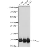 Western Blot - Anti-MTCO2 Antibody [ARC0844] (A306556) - Antibodies.com
