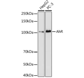 Western Blot - Anti-Aryl hydrocarbon Receptor Antibody [ARC53212] (A306557) - Antibodies.com