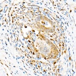 Immunohistochemistry - Anti-Aryl hydrocarbon Receptor Antibody [ARC53212] (A306557) - Antibodies.com