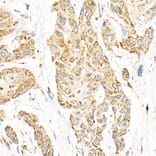 Immunohistochemistry - Anti-Aryl hydrocarbon Receptor Antibody [ARC53212] (A306557) - Antibodies.com