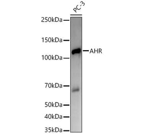 Western Blot - Anti-Aryl hydrocarbon Receptor Antibody [ARC53211 + ARC53212] (A306558) - Antibodies.com