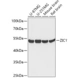 Western Blot - Anti-Zic1 Antibody (A306564) - Antibodies.com