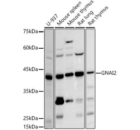 Western Blot - Anti-GNAI2 Antibody [ARC2911] (A306565) - Antibodies.com