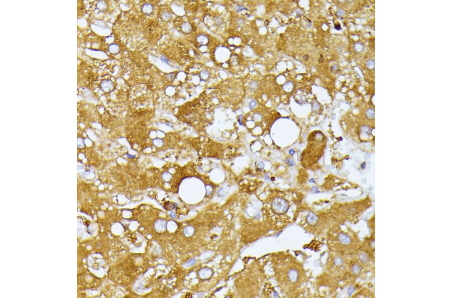 Immunohistochemistry - Anti-ITPR2 Antibody (A306567) - Antibodies.com