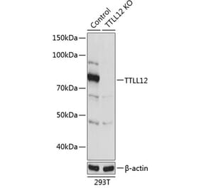 Western Blot - Anti-TTLL12 Antibody (A306569) - Antibodies.com