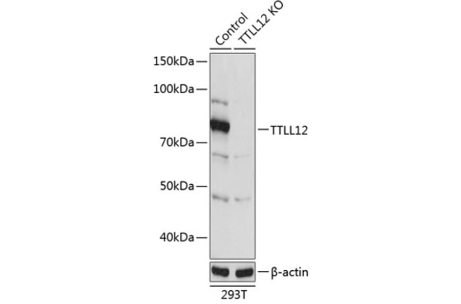 Western Blot - Anti-TTLL12 Antibody (A306569) - Antibodies.com