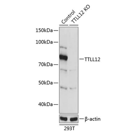 Western Blot - Anti-TTLL12 Antibody (A306569) - Antibodies.com