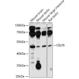 Western Blot - Anti-CELF-6 Antibody (A306570) - Antibodies.com