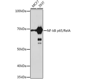 Western Blot - Anti-NF-kB p65 Antibody [ARC51086] (A306573) - Antibodies.com