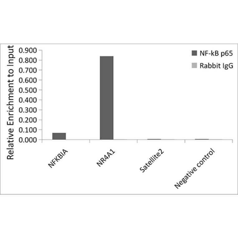 Chromatin Immunoprecipitation - Anti-NF-kB p65 Antibody [ARC51086] (A306573) - Antibodies.com
