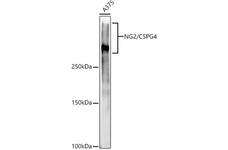 Western Blot - Anti-NG2 Antibody (A306574) - Antibodies.com