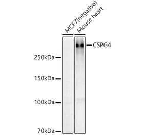 Western Blot - Anti-NG2 Antibody (A306575) - Antibodies.com