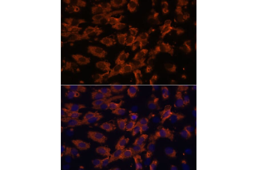 Immunofluorescence - Anti-PRX Antibody (A306576) - Antibodies.com