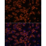 Immunofluorescence - Anti-PRX Antibody (A306576) - Antibodies.com