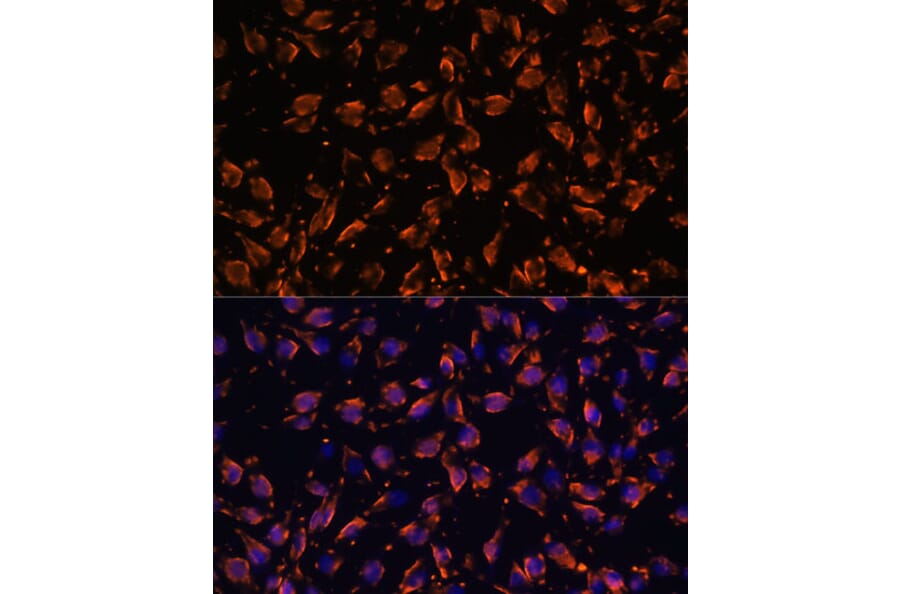 Immunofluorescence - Anti-PRX Antibody (A306576) - Antibodies.com