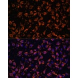 Immunofluorescence - Anti-PRX Antibody (A306576) - Antibodies.com