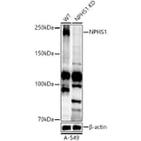 Western Blot - Anti-Nephrin Antibody (A306577) - Antibodies.com