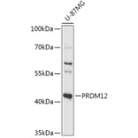 Western Blot - Anti-PRDM12 Antibody (A306580) - Antibodies.com