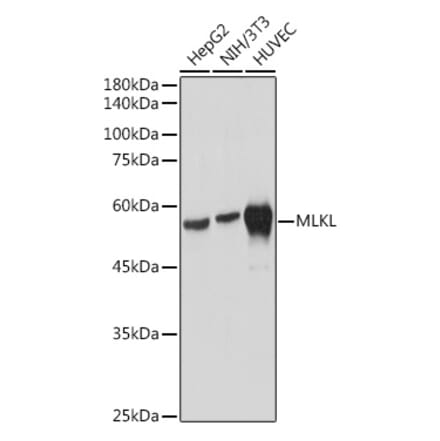 Western Blot - Anti-MLKL Antibody [ARC2471] (A306584) - Antibodies.com