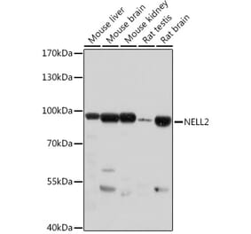 Western Blot - Anti-NELL2 Antibody (A306588) - Antibodies.com