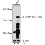 Western Blot - Anti-ErbB3/HER3 (phospho Tyr1222) Antibody (A306590) - Antibodies.com
